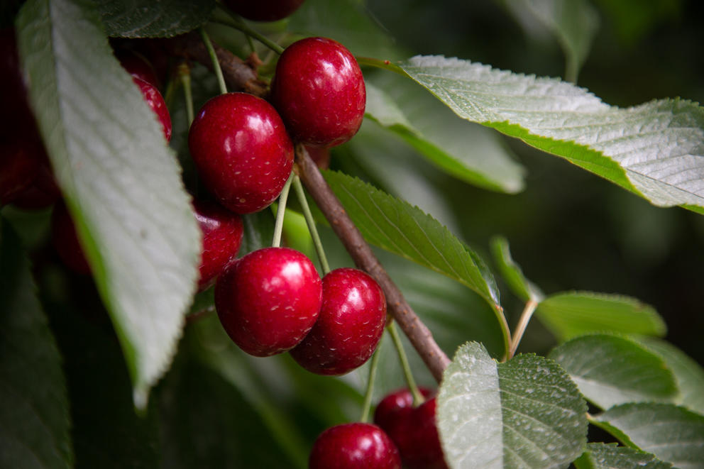 Cherries hung on a tree 