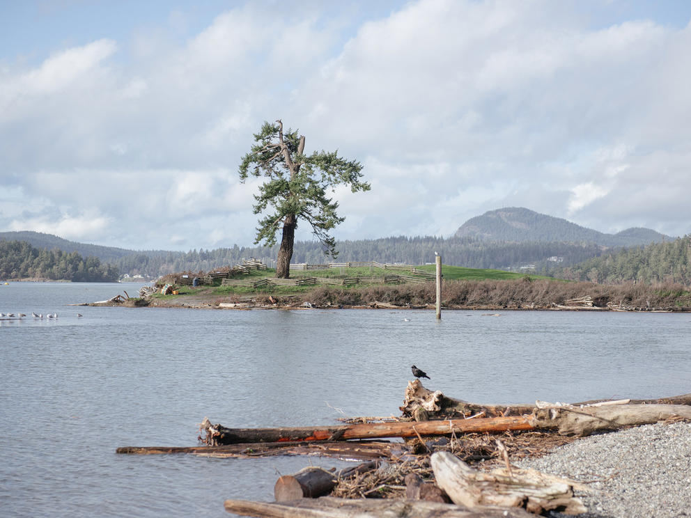 A lone tree can be seen in the background of a picture showing a body of water with logs and a beach in the foreground. 