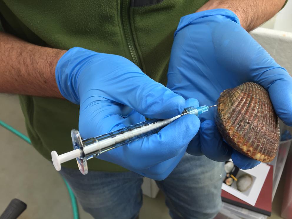 A scientist wearing blue gloves draws blood from a cockle using a small syringe.