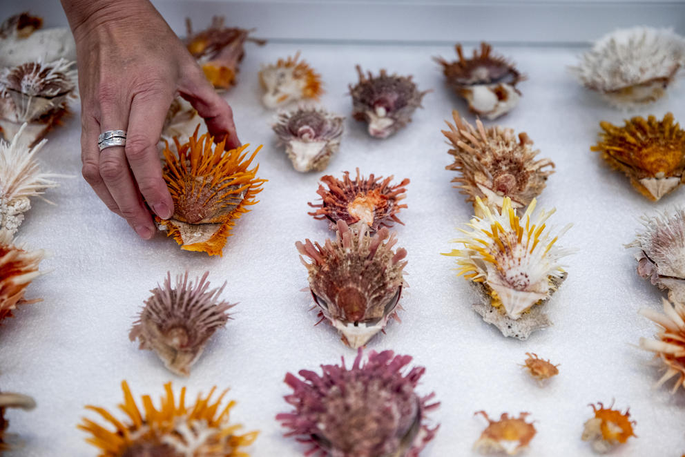 A scientist lays out seashells