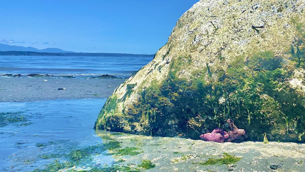 starfish under a rock on a beach