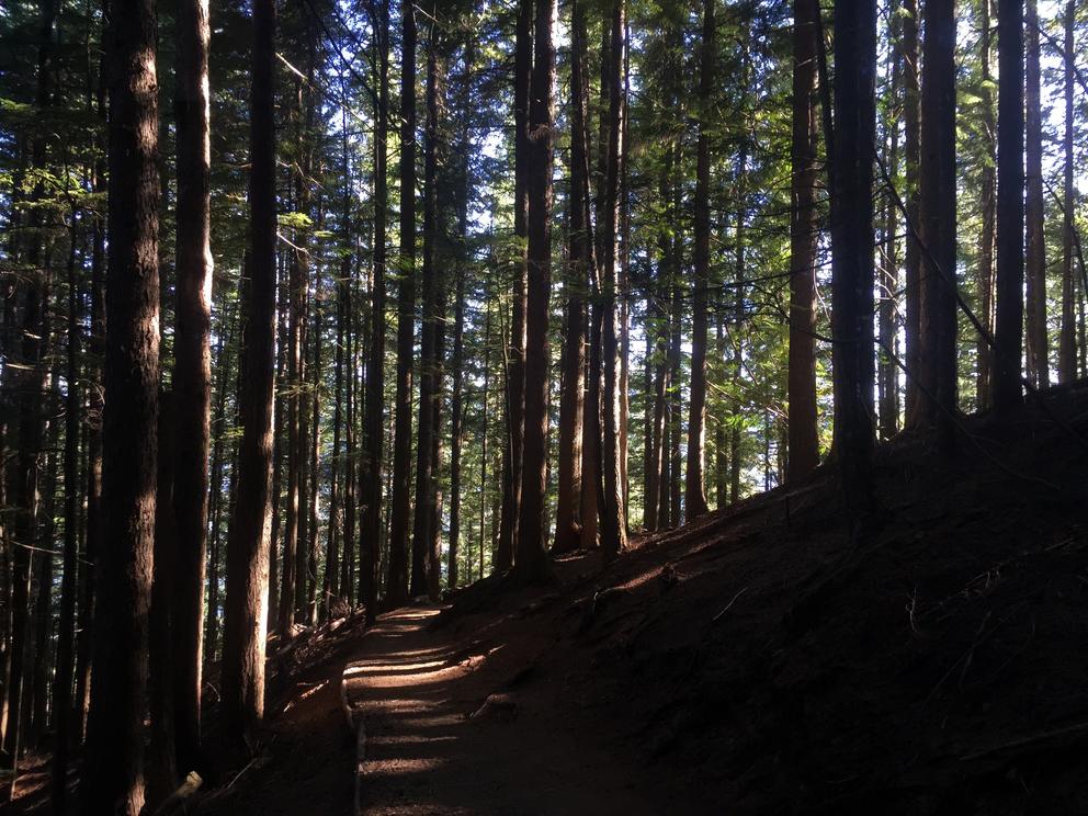 shadows in a forest