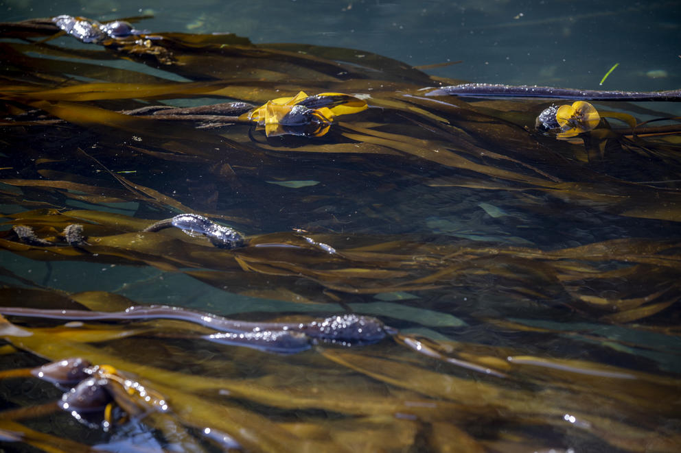 A bed of bull kelp off the shore of Owen’s Beach in Tacoma