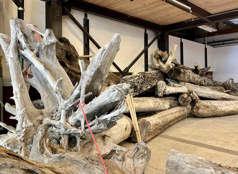 photo of driftwood logs in a gallery