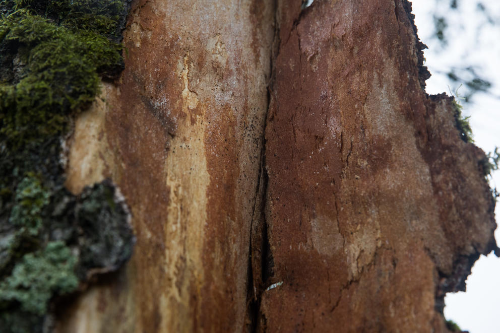 Bark of a birch tree