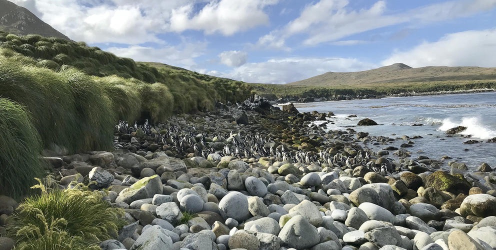 Penguins on a rocky beach