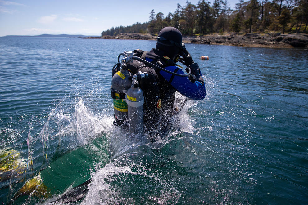 A diver jumps into water