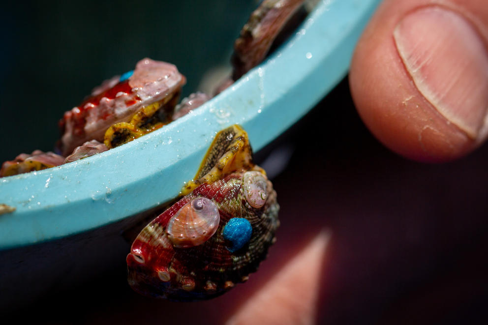 A close up of a small pinto abalone on the side of a bucket, a thumb comes in from the corner of the frame, the thumb is larger than the abalone