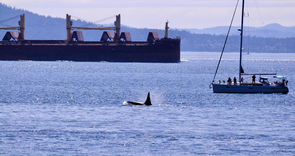 Two sea vessels sailing and an orca fin poking out of the water.