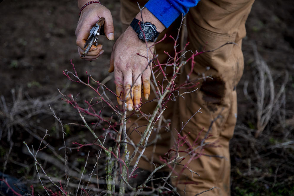 Ramona prunes bushes