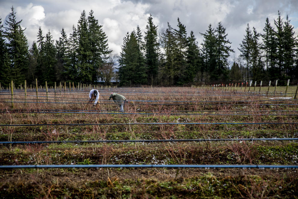 Ramon and Modesto weeding in the distance