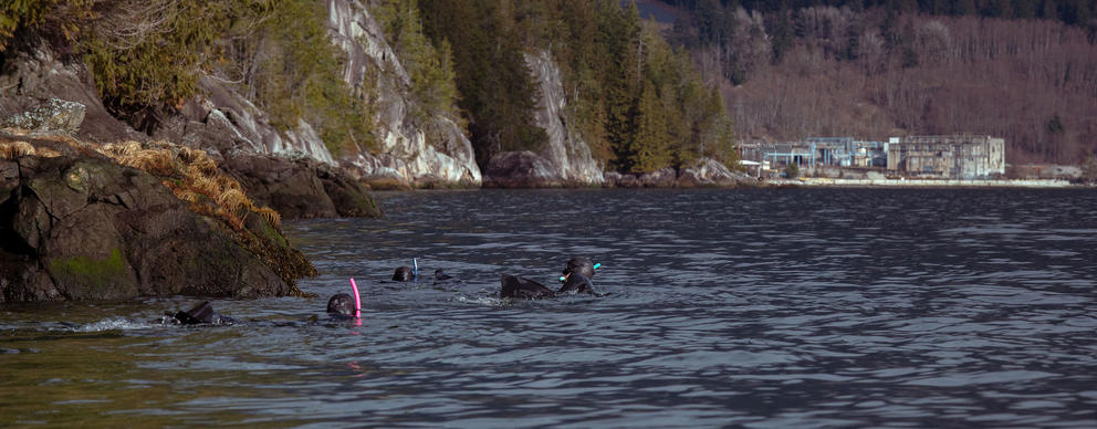 Swimmers heads surface from the ocean