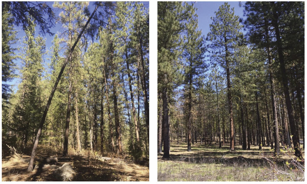 Trees in a dry forest 