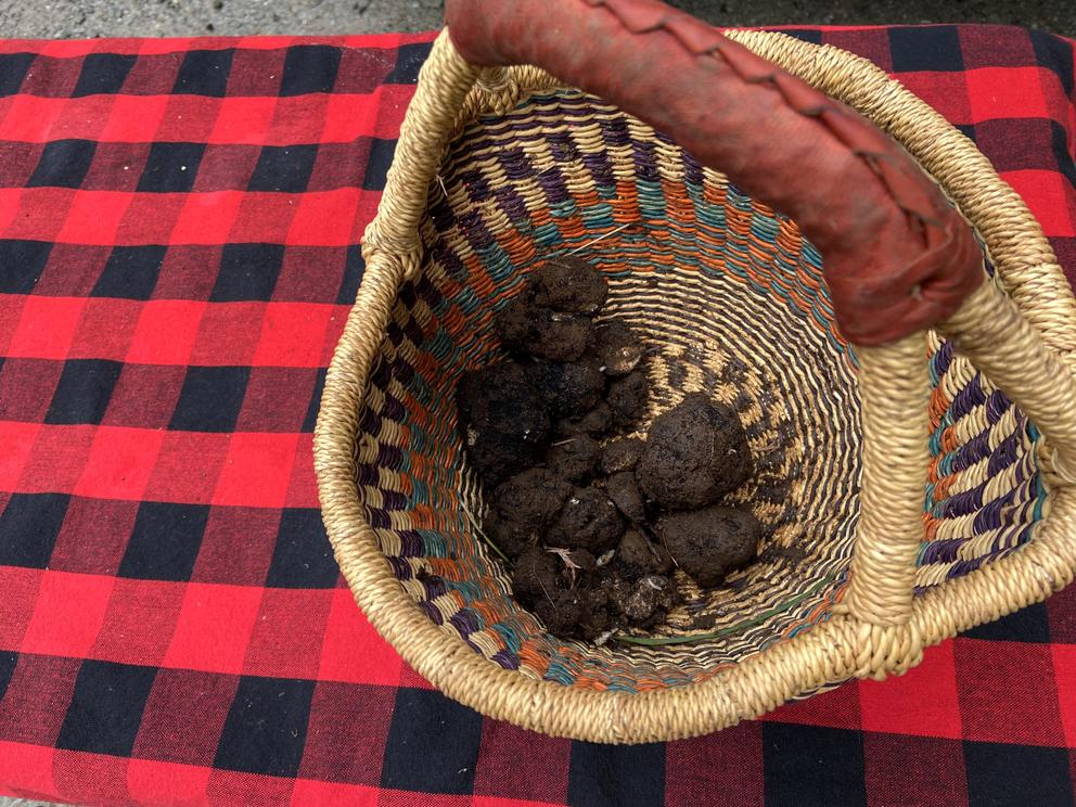 a basket of Oregon truffles