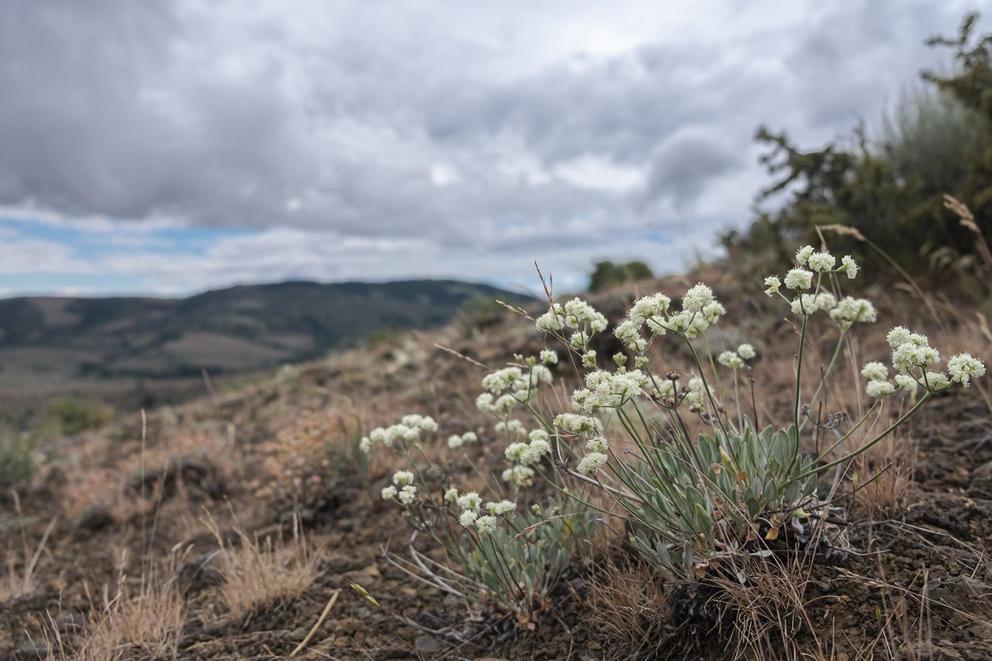 Flowers along the Van Wyk forest steppe