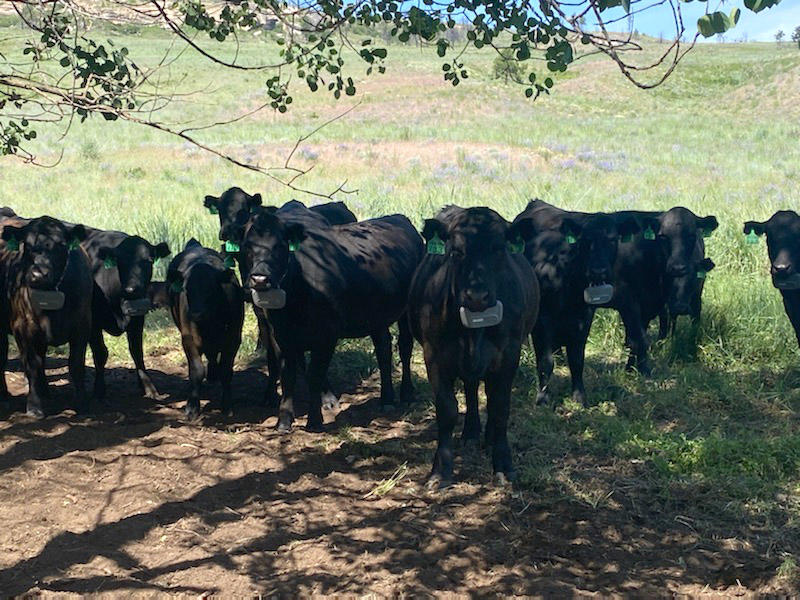 cows wearing tracking collars