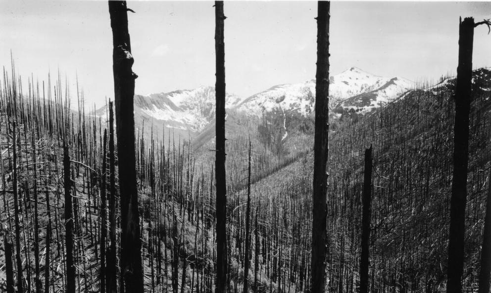 Charred remnants of the 1902 Yacolt Burn