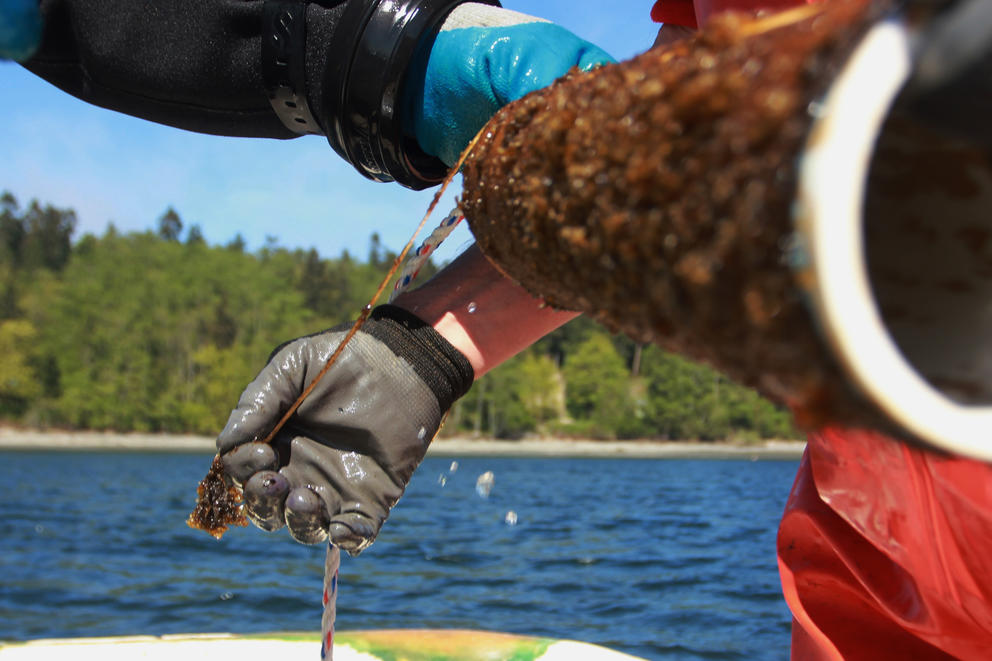 A close up of a hand inspect a spool holding twine full of young kelp in a boat on Washington state's Hood Canal.