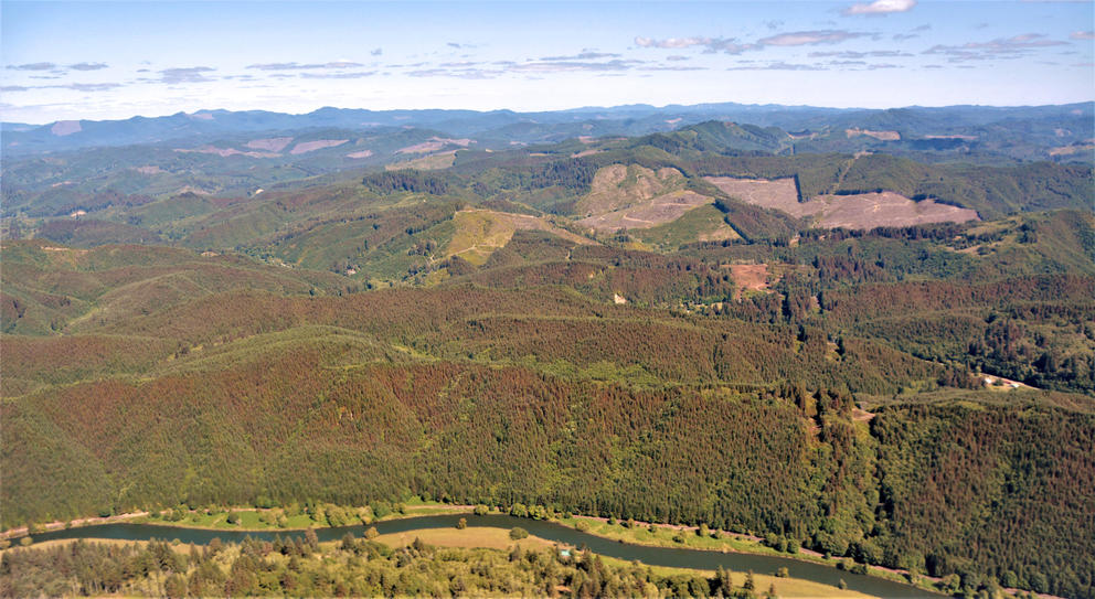 Birds-eye view of a forest with brown areas