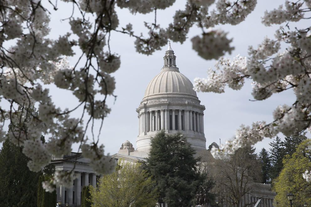 A picture of the Capitol building in Olympia, framed by cherry blossoms in bloom.