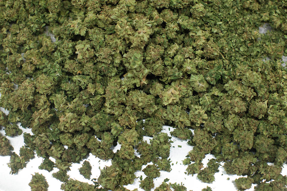 a pile of cannabis