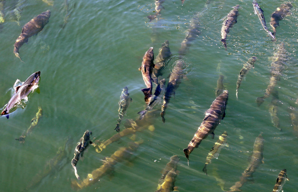 Salmon float in the Salmon Bay at Seattle's Ballard Locks