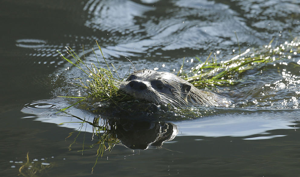 A river otter pokes its head over the water with seaweed in its mouth