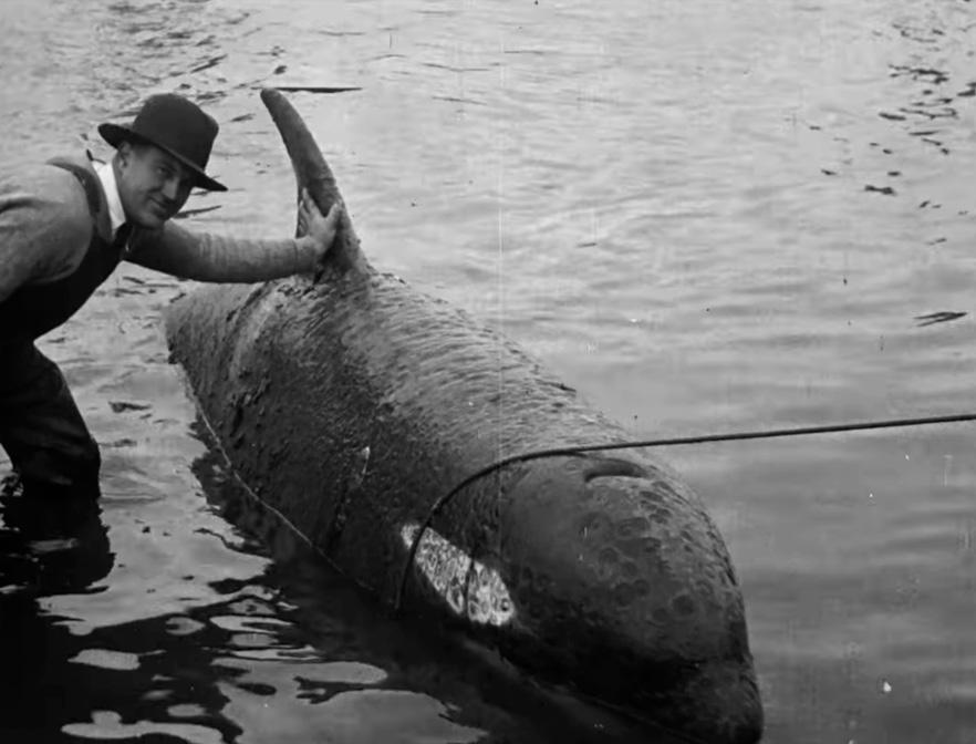 Archival image of a man with his hand on an orca in the water