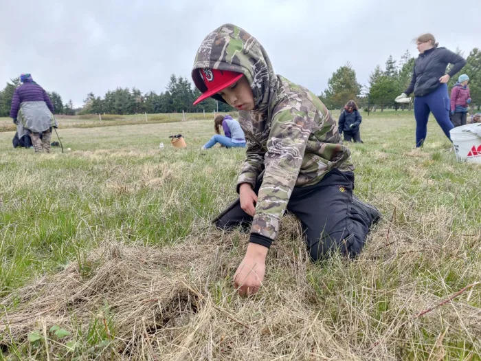 Marvin Velasquez identifies a patch of camas bulbs