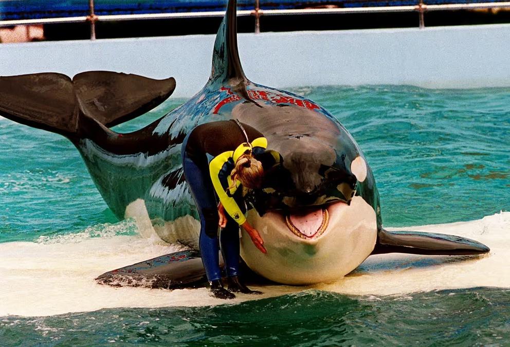 An orca and a trainer stand together on a platform in a performance pool at a theme park.