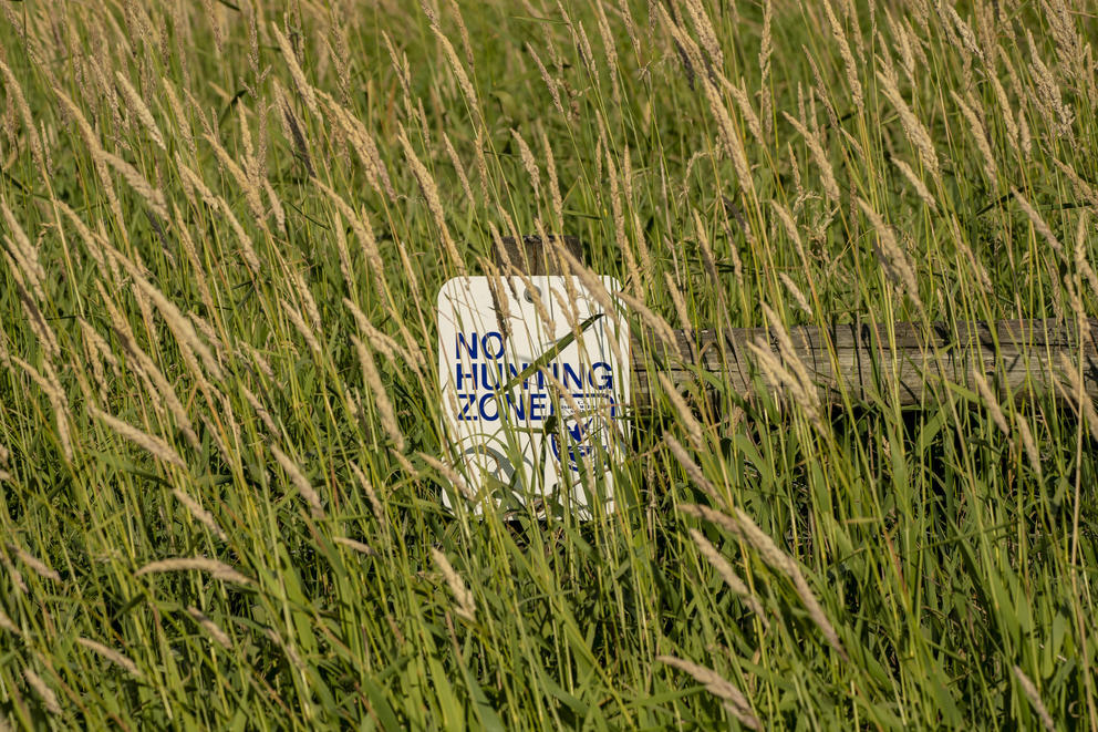 A sign that says "No Hunting Zone" in a field, partly hidden by grass.