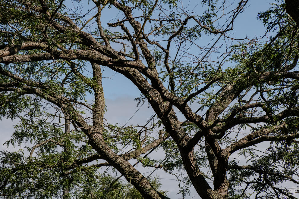 One of the many tree canopies lining Seattle’s Magnolia neighborhood. 