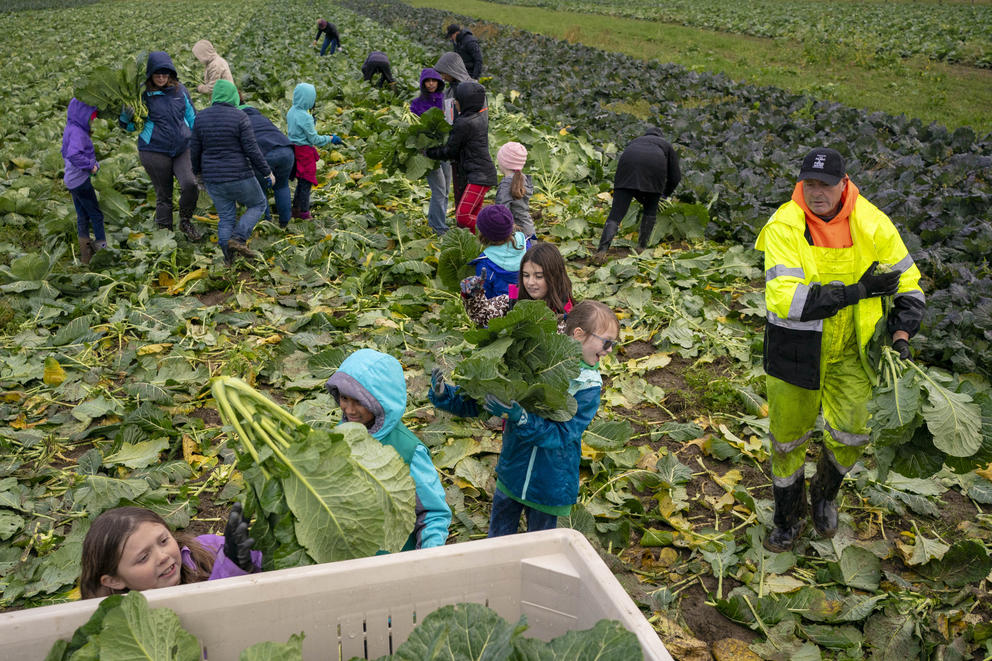 Volunteers from Girl Scout Troop 46005 work during a collard greens harvest at Food Bank Farm. 