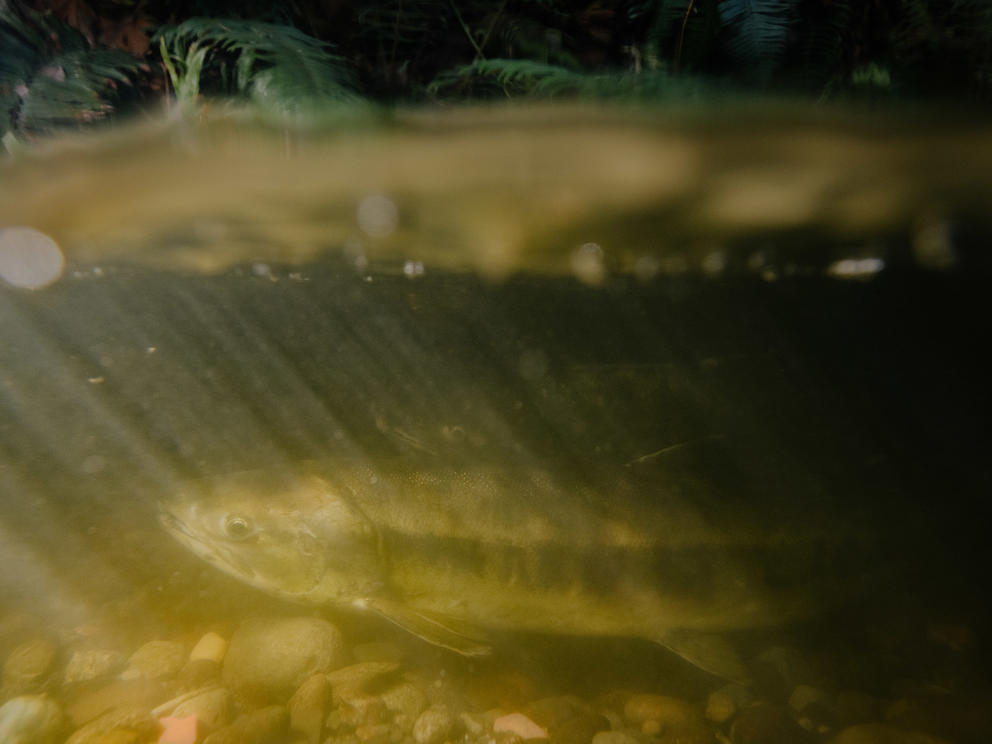 salmon swimming