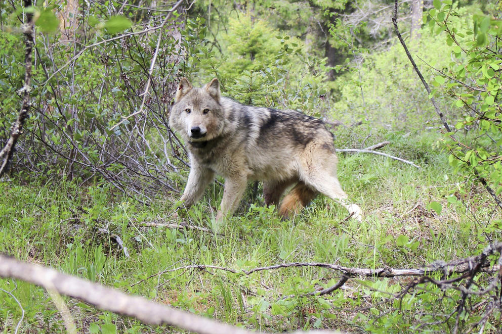 A gray wolf looks at the camera