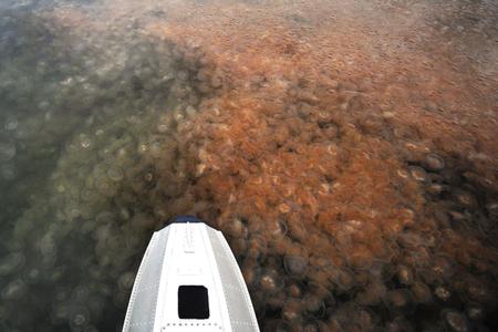 Still from Dec. 15, 2020 - Outdated sewage treatment suffocating fish