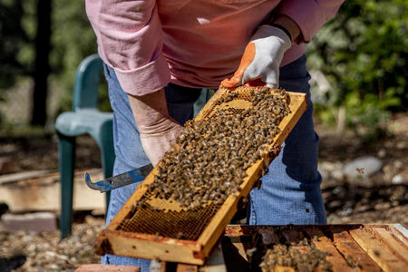 a hand with a slab of bees