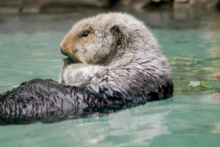 otter floating in water