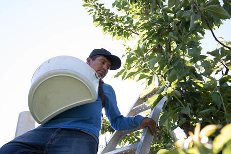 Worker in an orchard