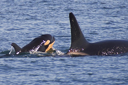 L122 with its mother L91 in the Strait of Juan de Fuca. Photo by Capt. Jim Maya, Maya’s Legacy Whale Watching, San Juan Island, WA.2