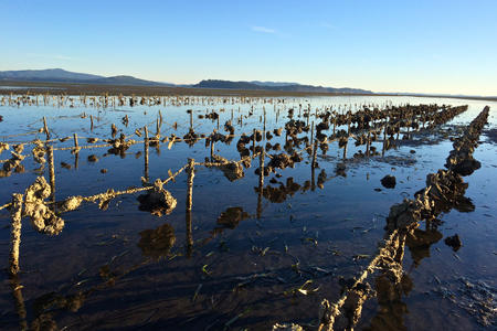 Willapa oyster farm