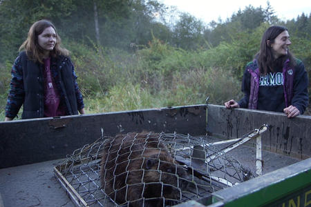 beaver trapped in cage