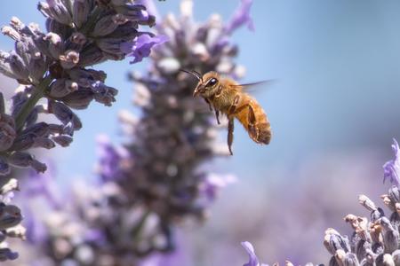 bee lavender