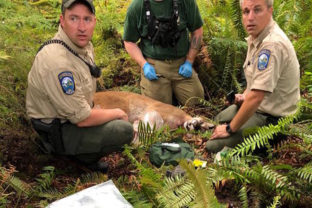 Agents with a cougar that was believed to have killed a mountain biker