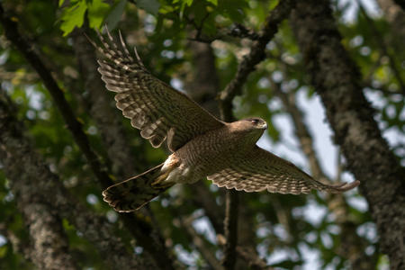 Cooper Hawks