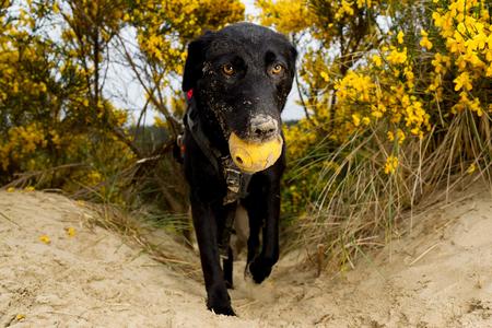 These Cute Calendar Models Spend Their Days Looking for Endangered Animals' Poop