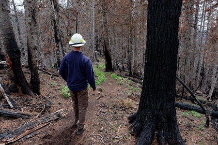 Research scientist in charred woods