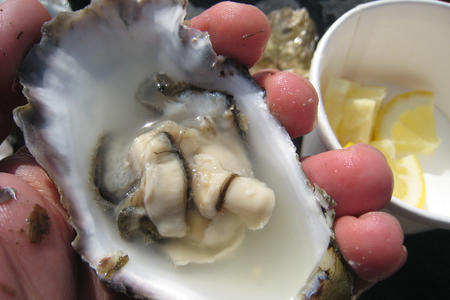 oyster