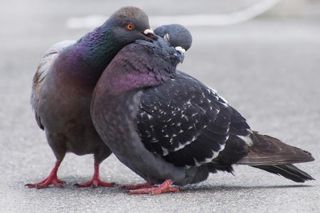 pigeon