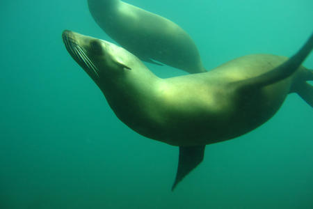 sea lions